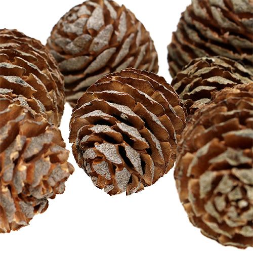 Floristik24 Murii kottar naturliga 500g