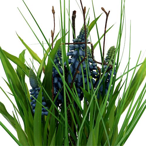 Floristik24 Muscari i en kruka blå H 30cm