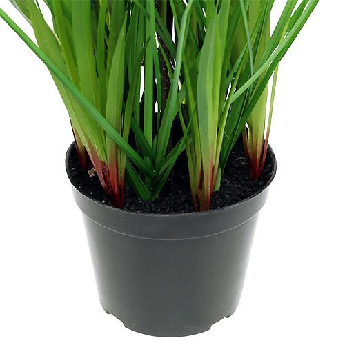 Floristik24 Muscari i en kruka blå H 30cm