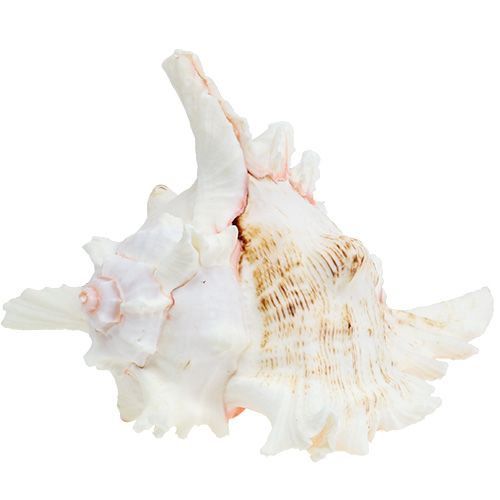 Floristik24 Shell Chicoreus ramosus 17,5cm