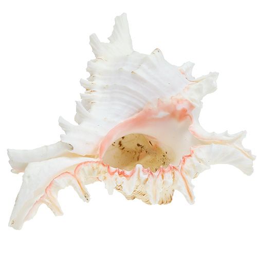 Floristik24 Shell Chicoreus ramosus 17,5cm