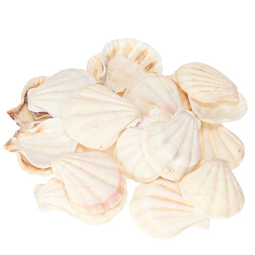 Skaldekoration pilgrimsmusslor i natur 3,5cm–4cm 300g