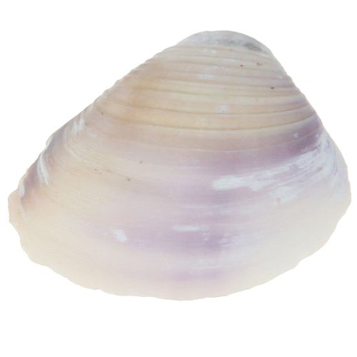 Artikel Skaldekoration mini hjärtmusslor snigelskal 1-3cm 340g