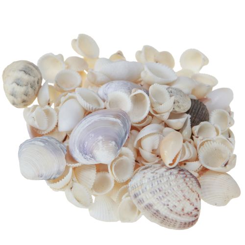 Artikel Skaldekoration mini hjärtmusslor snigelskal 1-3cm 340g