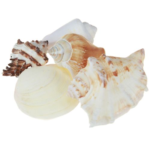 Floristik24 Skaldekoration skalmix snigelskal 4–8 cm natur 400 g