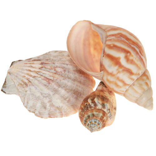 Floristik24 Skaldekoration sjösnigel natur 350g × 3st
