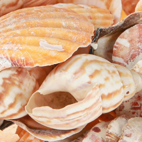 Artikel Skaldekoration sjösnigel natur 350g × 3st