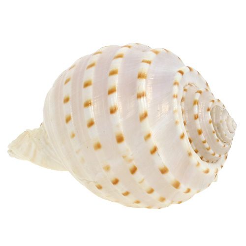 Artikel Mussel Tonna Tessalata 7 st