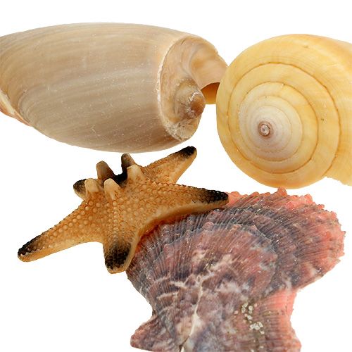 Floristik24 Shell mix i en låda naturligt 380g