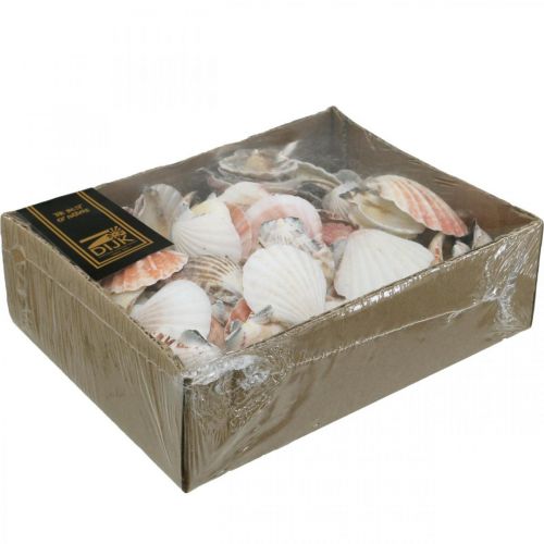 Floristik24 Skallåda, naturliga pilgrimsmusslor, maritim dekoration H3–5cm 900g
