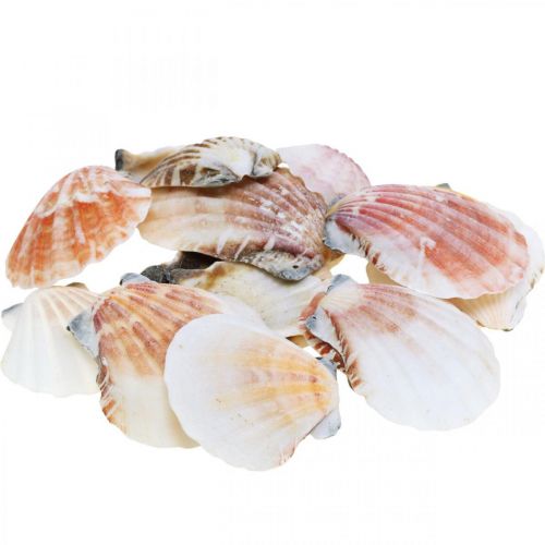 Skallåda, naturliga pilgrimsmusslor, maritim dekoration H3–5cm 900g
