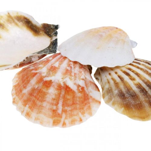 Floristik24 Skallåda, naturliga pilgrimsmusslor, maritim dekoration H3–5cm 900g