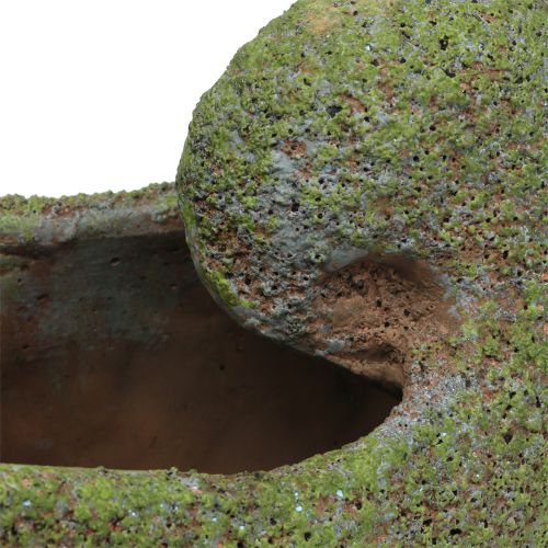 Floristik24 Mussel för plantering med mossa 28,5 cm x 14 cm H21cm
