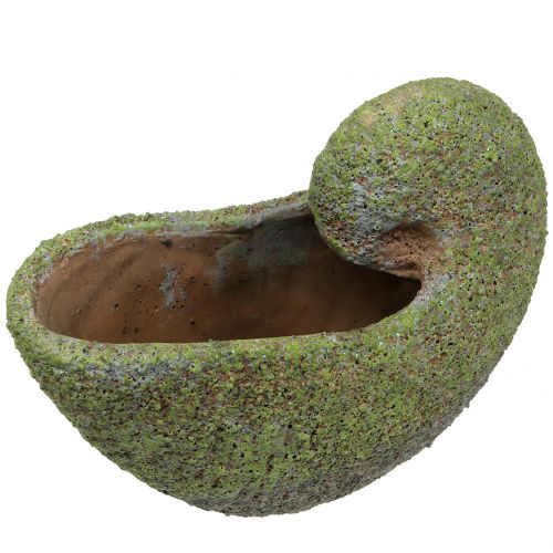 Floristik24 Mussel för plantering med mossa 28,5 cm x 14 cm H21cm