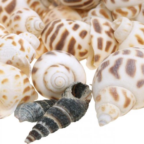 Skaldekoration, mini deco snigel, havssnigel mix L2–4cm 780g