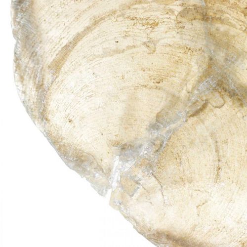 Artikel Stranddekoration, capiz-skal 5-10cm, naturföremål, pärlemor, maritimt 1 kg