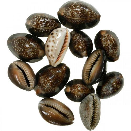 Floristik24 Cowrie skal deco natur maritim dekoration havssniglar 500g