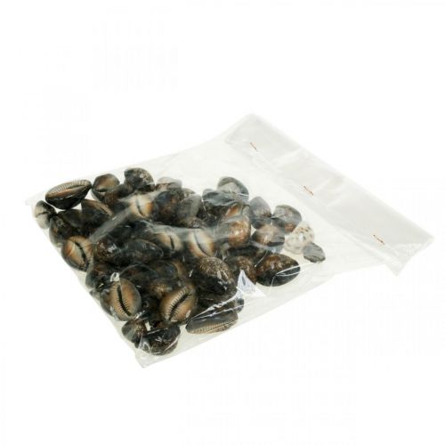 Floristik24 Cowrie skal deco natur maritim dekoration havssniglar 500g