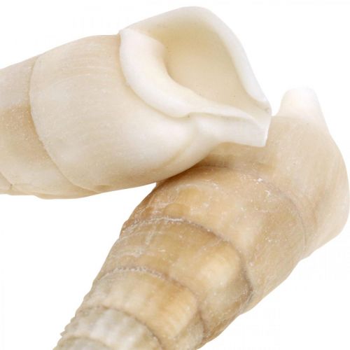 Artikel Deco sniglar vita, sjösnigel naturlig dekoration 2-5cm 1kg
