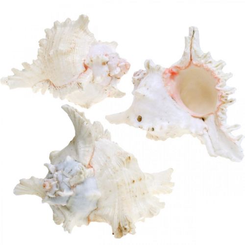 Floristik24 Skal Chicoreus ramosus 16cm 3 st