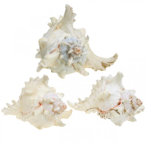 Artikel Skal Chicoreus ramosus 16cm 3 st
