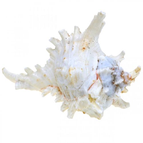 Artikel Skal Chicoreus ramosus 16cm 3 st