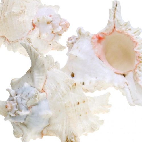 Artikel Skal Chicoreus ramosus 16cm 3 st
