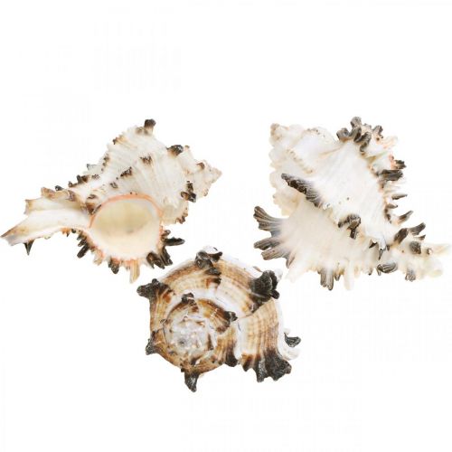 Floristik24 Deco snigelskal randiga, havssniglar naturlig dekoration 1kg