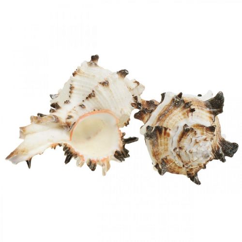 Floristik24 Deco snigelskal randiga, havssniglar naturlig dekoration 1kg