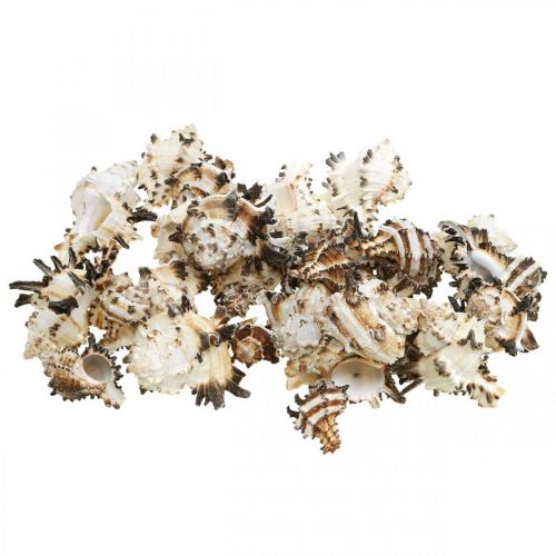 Floristik24 Deco snigelskal randiga, havssniglar naturlig dekoration 1kg
