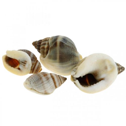 Floristik24 Naturlig dekoration, snäckskal naturlig 1–2cm, skaldekoration 1kg