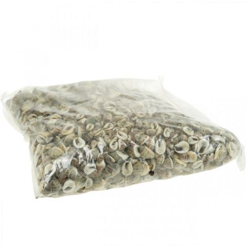 Floristik24 Naturlig dekoration, snäckskal naturlig 1–2cm, skaldekoration 1kg
