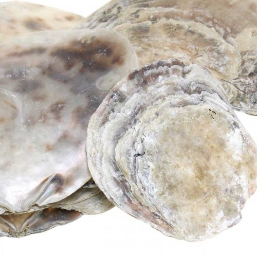 Artikel Maritim dekoration, Capiz-skal, naturpärlemor, violett 8–14cm 1kg