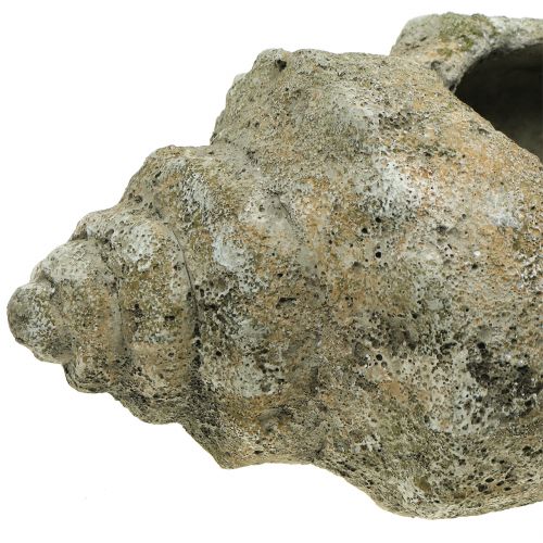 Floristik24 Skal för plantering L40cm