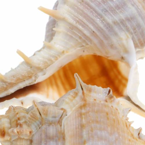 Artikel Taggig snigel 1 kg