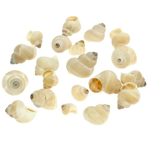 Mussel Umachi 500g