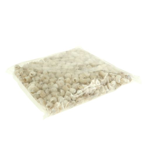 Artikel Mussel Umachi 500g