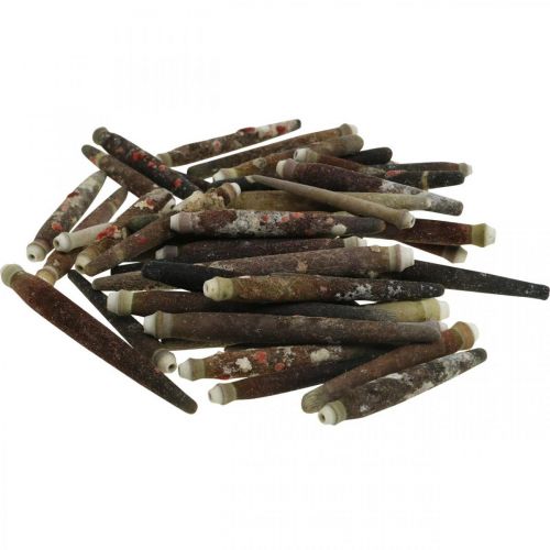 Artikel Dekorativa skal Urchin Spines, sjöborre ryggar, maritim dekoration L3–8cm 450g