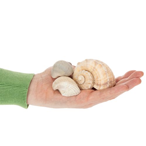 Artikel Sniglar och snäckor - Maritima dekorativa accenter för unik rumsförsköning - 500 g