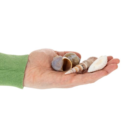 Artikel Snäckor och snäckor Naturliga maritima dekorationsföremål för elegant inredning 500 g