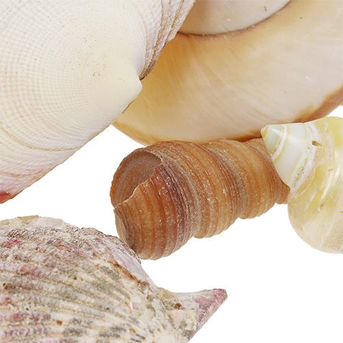 Floristik24 Skalblandning i en korg 16 cm x 16 cm