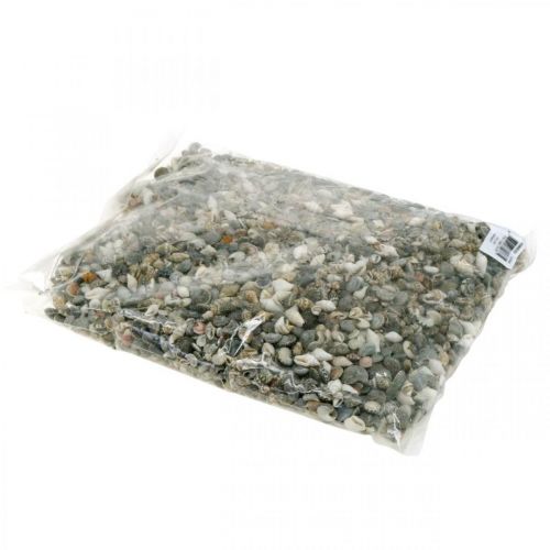Floristik24 Dekorativa snigelskal mini naturblandning maritim dekoration 1kg