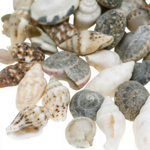 Floristik24 Dekorativa snigelskal mini naturblandning maritim dekoration 1kg