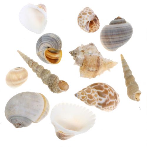 Floristik24 Shell mix naturligt 500g