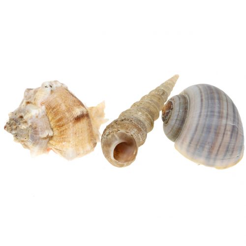 Floristik24 Shell mix naturligt 500g