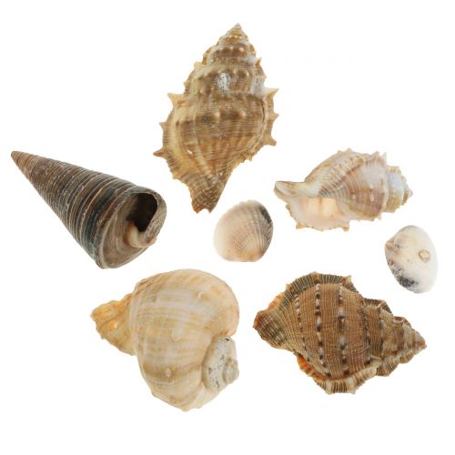 Floristik24 Skalsortiment naturell 500g