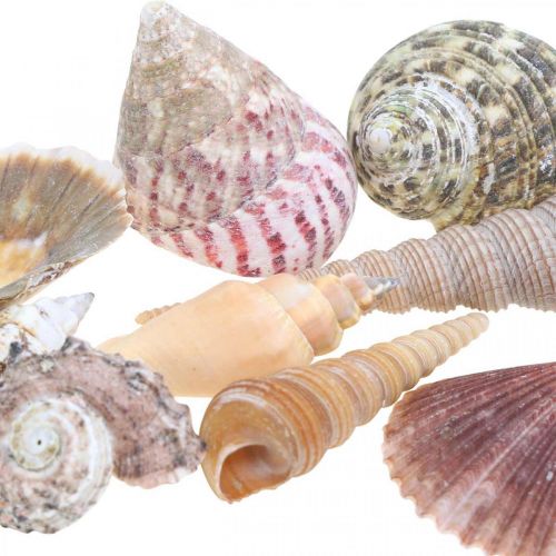 Floristik24 Skalmix, snäckskal och snäckskal, sommardekoration H3–5cm/L2,5–9cm 950g