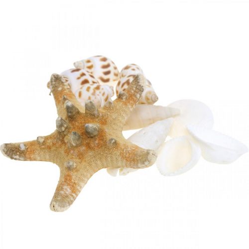 Floristik24 Gör-det-själv-box Maritime Natursnäckor trädekorationsset assorterad