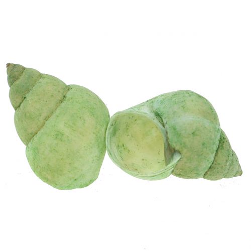 Floristik24 Snigelskal sortiment grönt 1kg