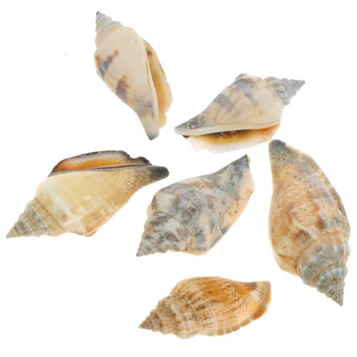Floristik24 Musselmix natur 3cm – 5cm 200g